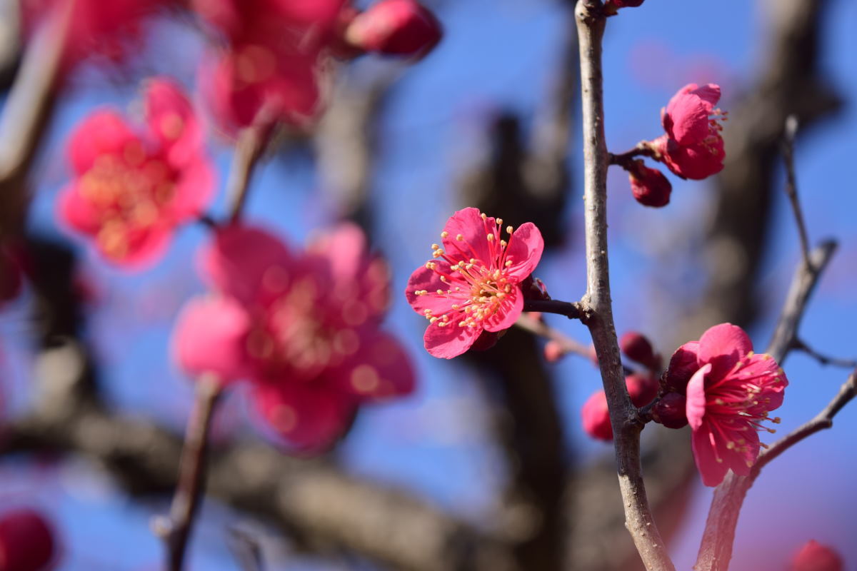 撮影記録 2 春よ来い 梅の花の撮影を記録 えんたか フォトワールド デジタル一眼レフカメラ奮闘記