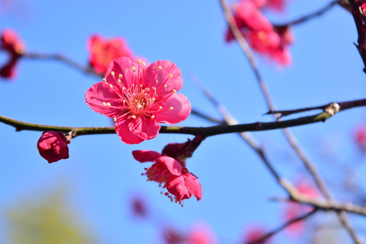 撮影記録 2 春よ来い 梅の花の撮影を記録 えんたか フォトワールド デジタル一眼レフカメラ奮闘記